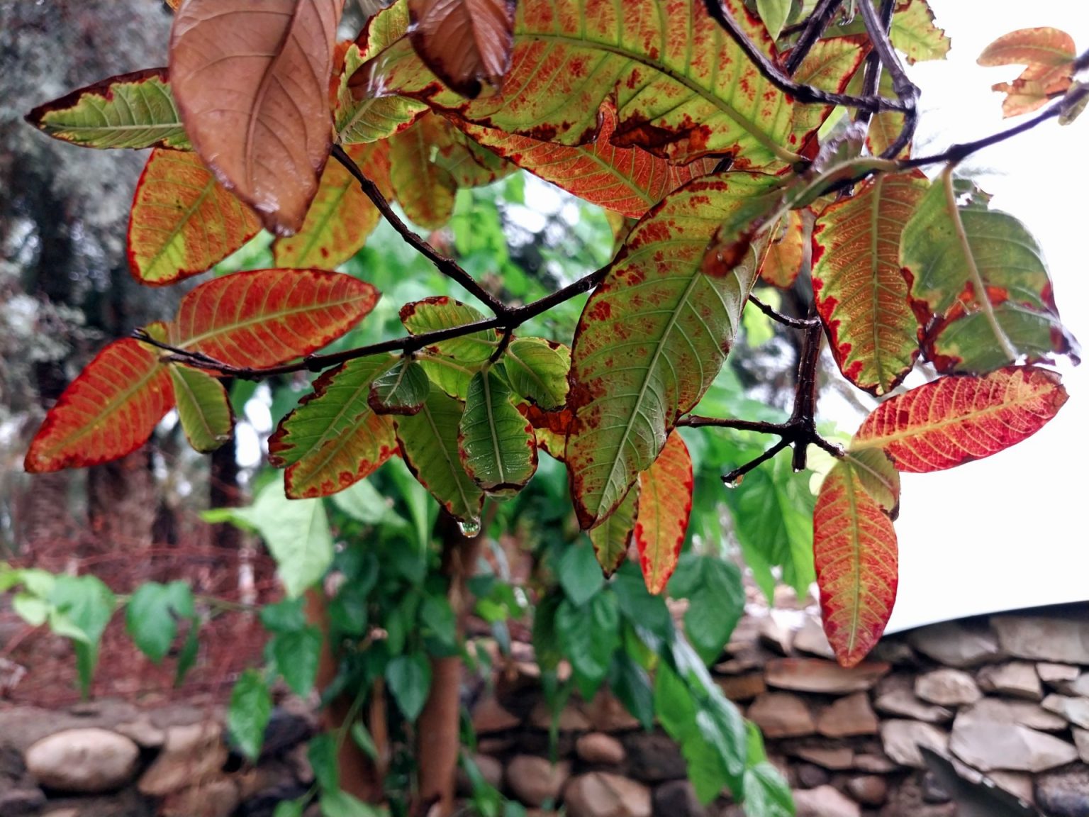 طبیعت بهاری روستای طرج، جیرفت
