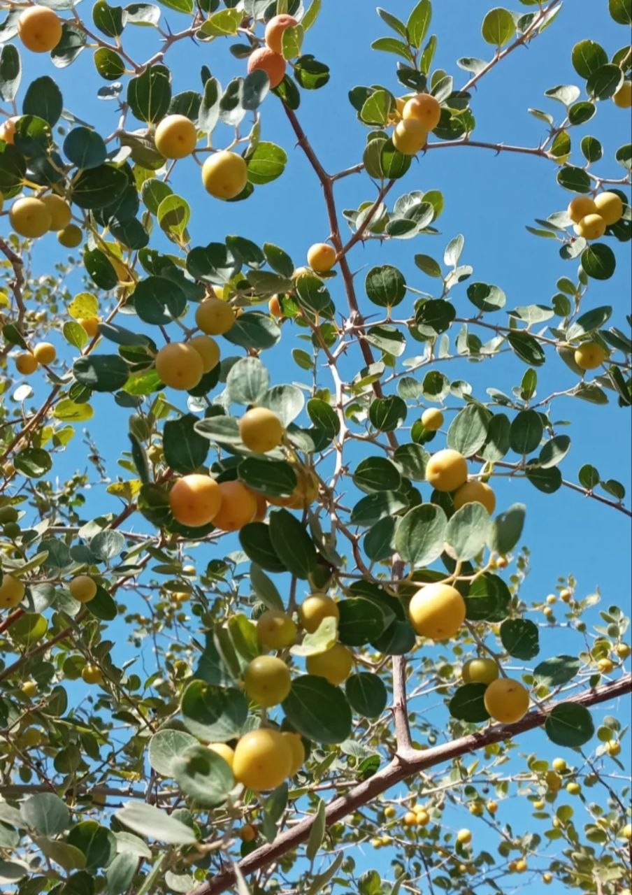 تصویر روستا