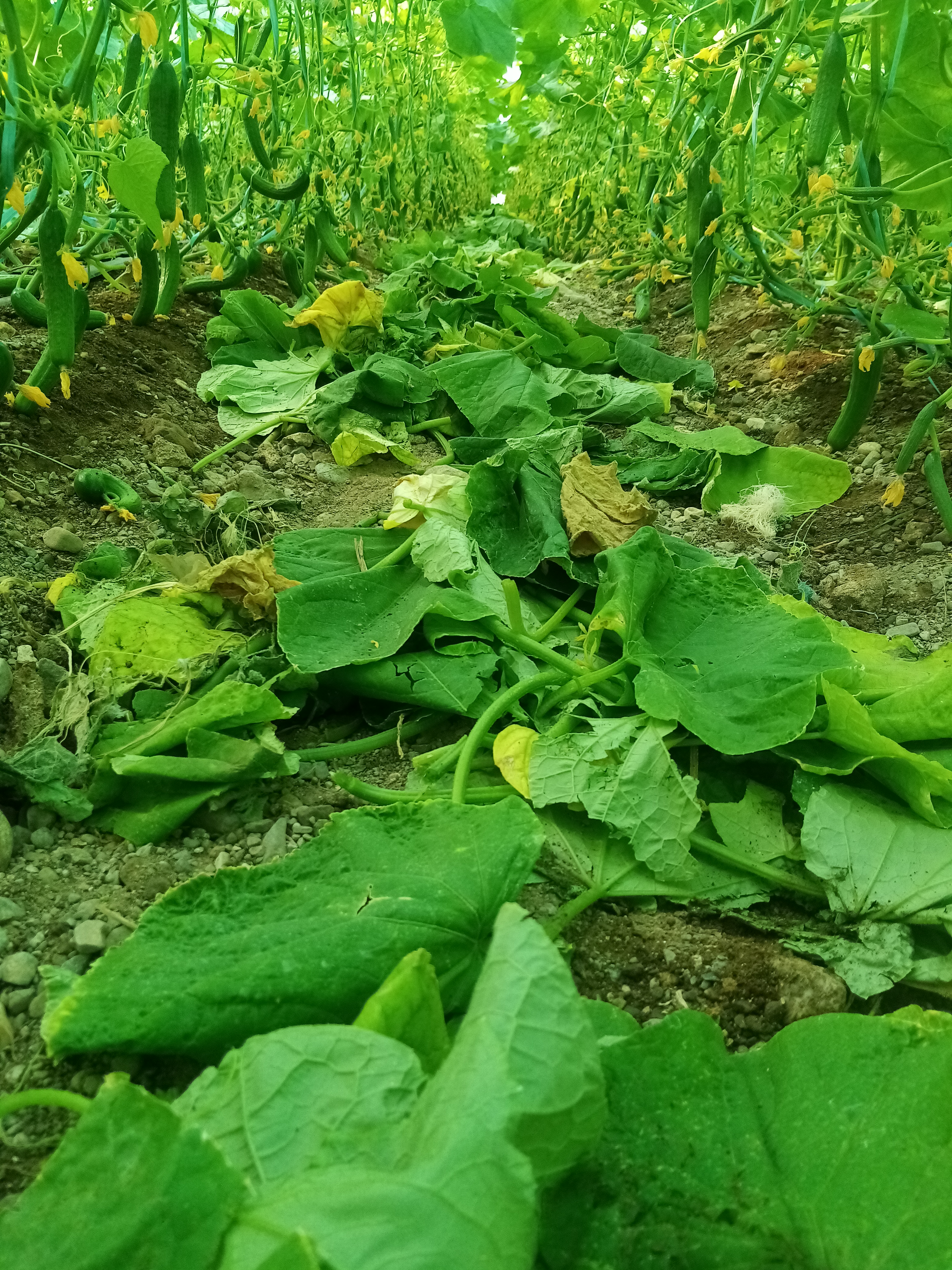 کاشت داشت و برداشت محصولات گلخانه ای در روستای طرج